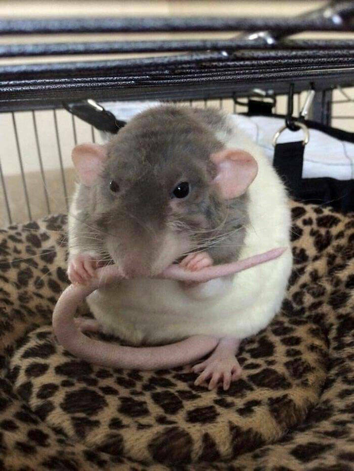 Actually, Rats Can Be Very Cute! (40 PICS) - Izismile.com