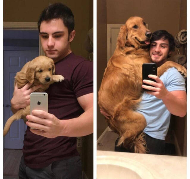 From Puppies To Dogs