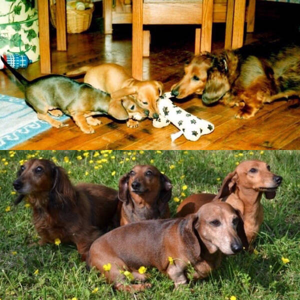 From Puppies To Dogs