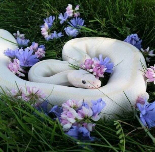 Snakes CAN Be Cute!