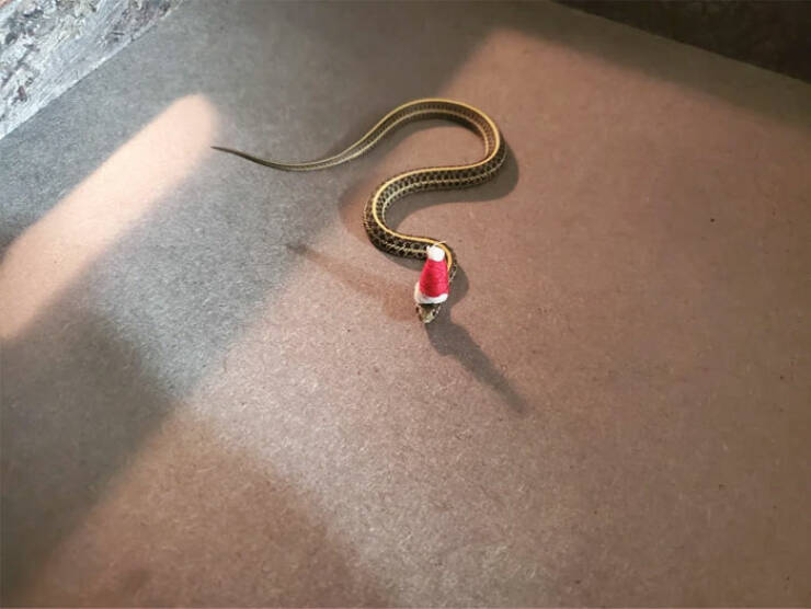 Snakes CAN Be Cute!