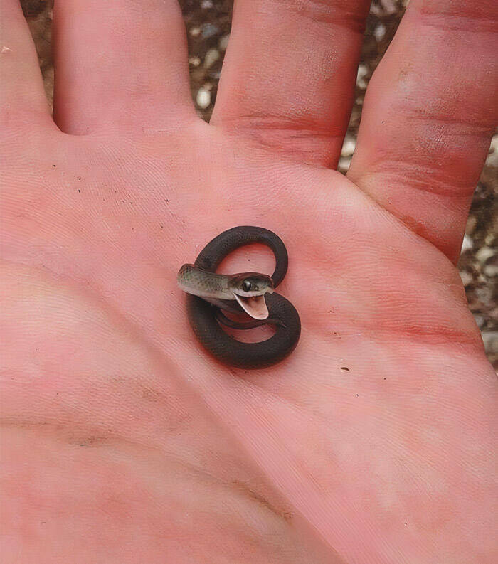 Snakes CAN Be Cute!