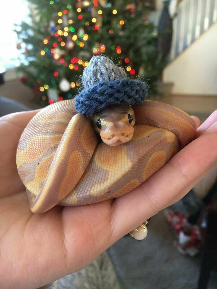 Snakes CAN Be Cute!