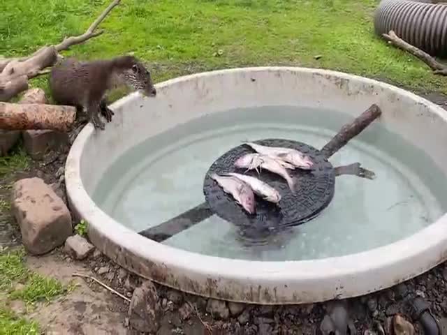 Saved Otter’s Fight Against Fear Of Water