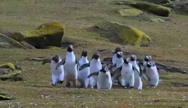 Daily Gifdump