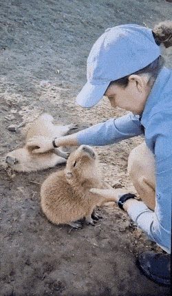 Daily Gifdump