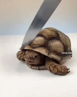 Daily Gifdump