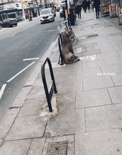 Daily Gifdump