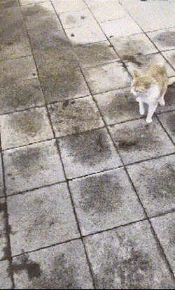 Daily Gifdump