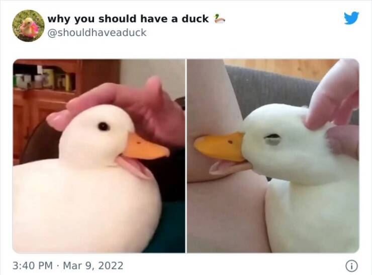 Here’s Why You Should Have A Duck
