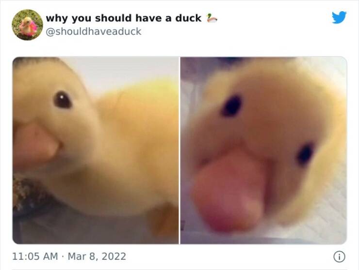 Here’s Why You Should Have A Duck