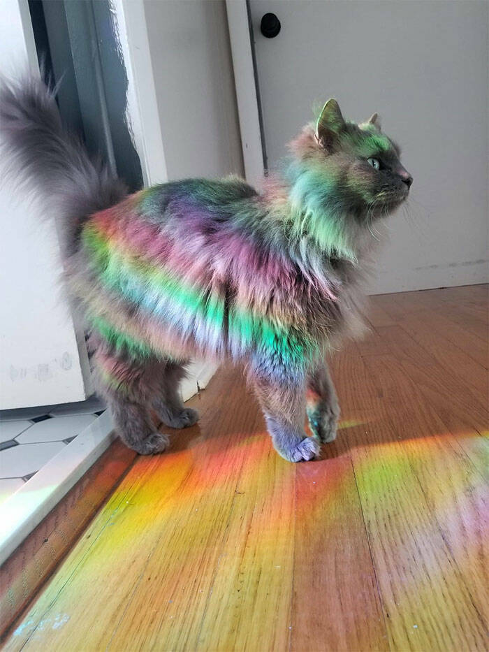 Cats With Powerful Auras