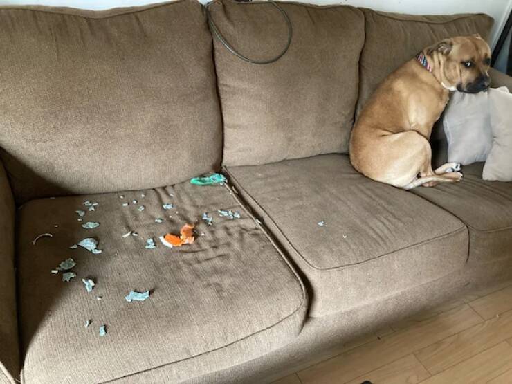 These Dogs Know Exactly What They Did…