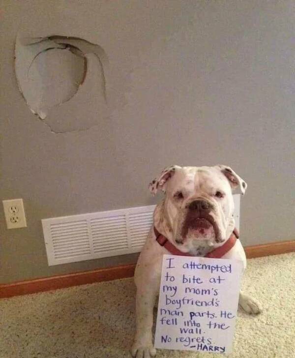 These Dogs Know Exactly What They Did…