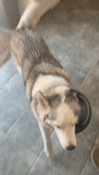 These Dogs Know Exactly What They Did…