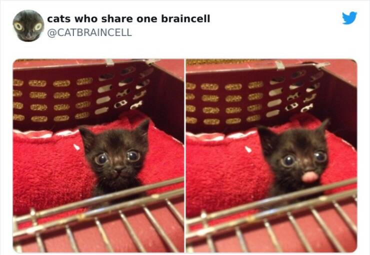 Cats Who Share One Brain Cell