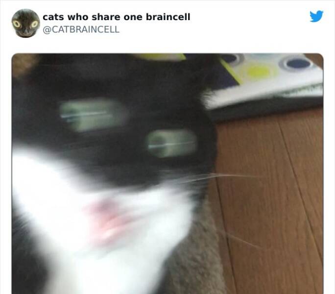 Cats Who Share One Brain Cell