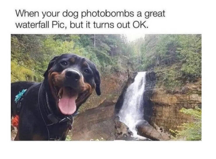 These Memes Are Dog-Approved!