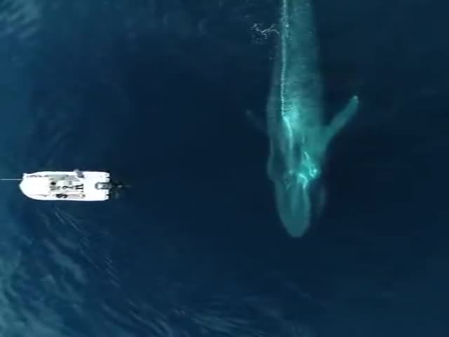 Blue Whales Are HUGE!