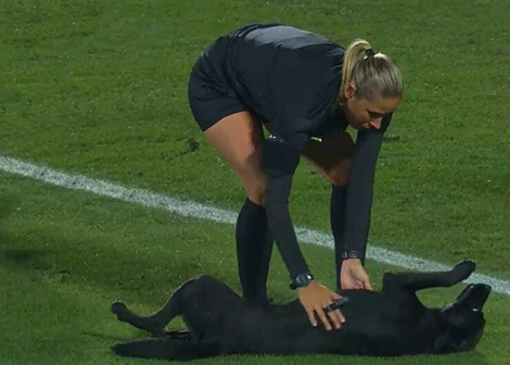 Labrador Interrupts Football Match To Get Belly Rubs