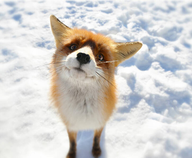 Foxes Are Way Too Cute!