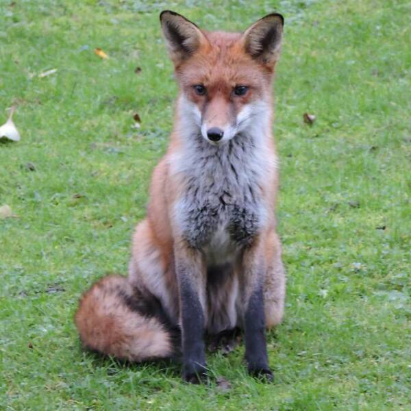 Foxes Are Way Too Cute!