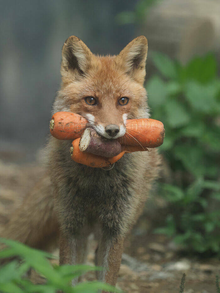 Foxes Are Way Too Cute!