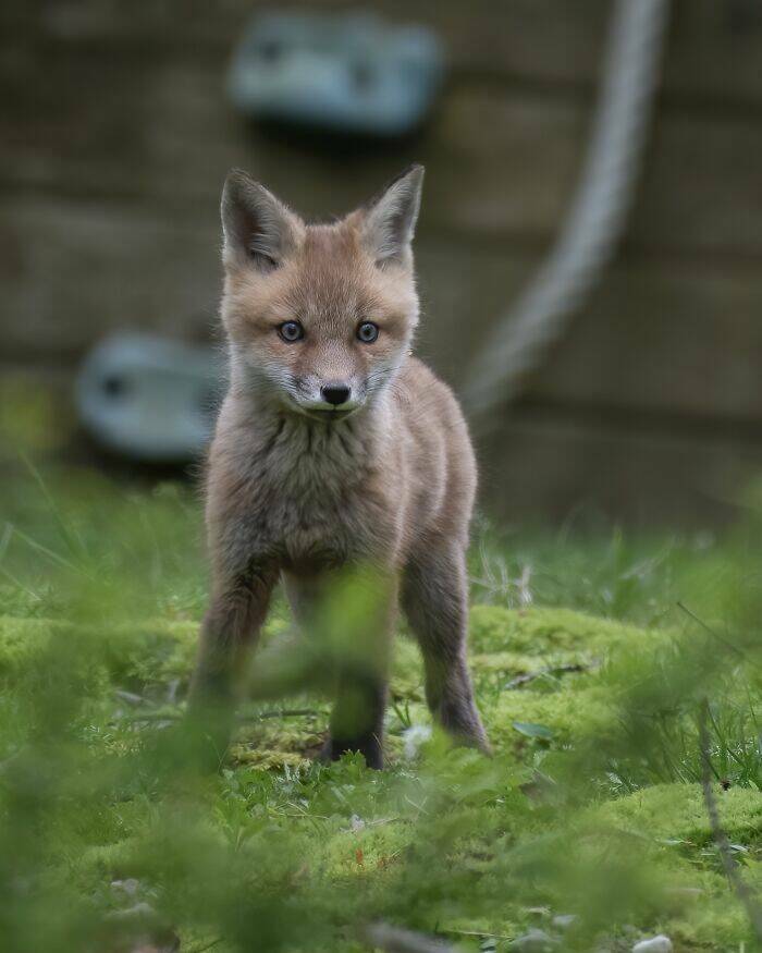 Foxes Are Way Too Cute!