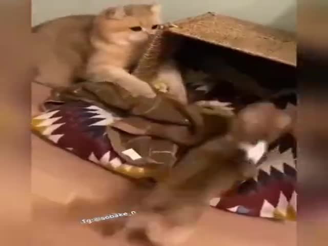 Cat Gets A New Dog