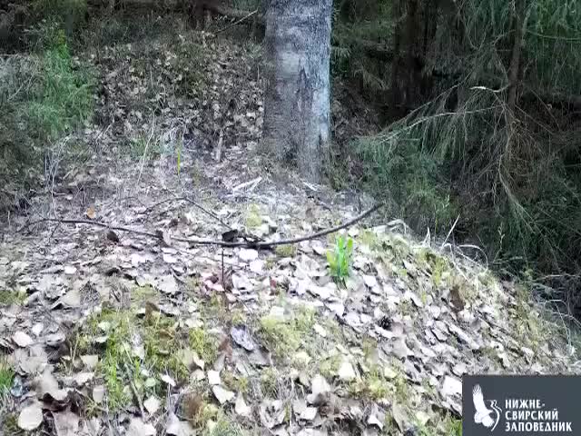 A Woodpecker Fighting With A Camera Trap
