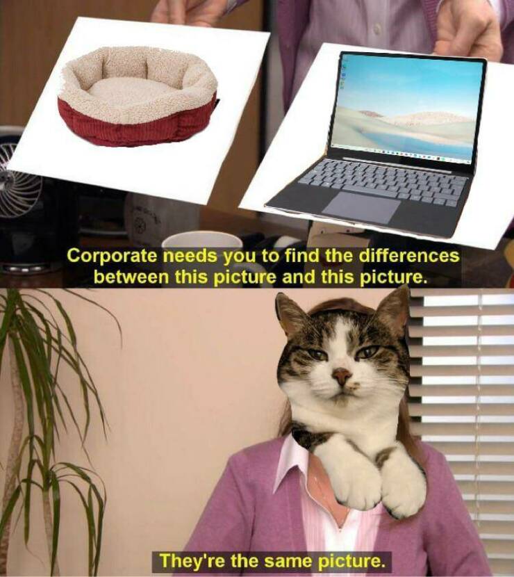 Funny Picdump