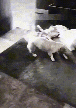 Daily Gifdump