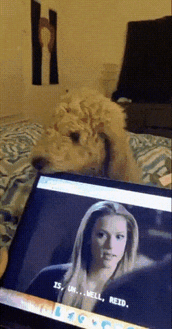 Daily Gifdump