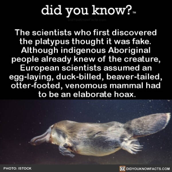 These Are Some Pretty Intriguing Facts…
