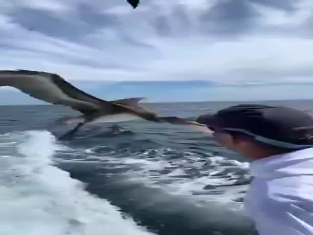 Give Me Your Fish!