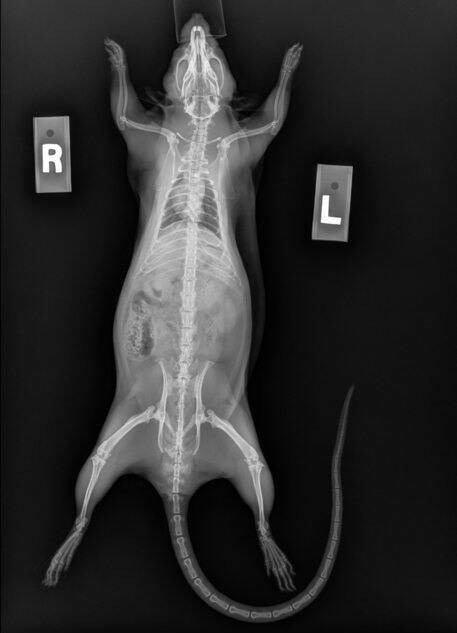 Random X-Rays Of Living Things