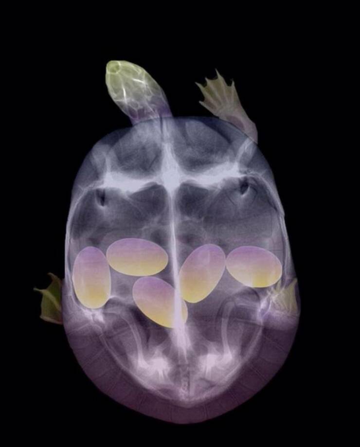 Random X-Rays Of Living Things