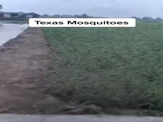 Texas Mosquitoes