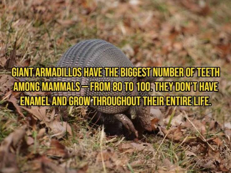 Animal Facts Are Wild!