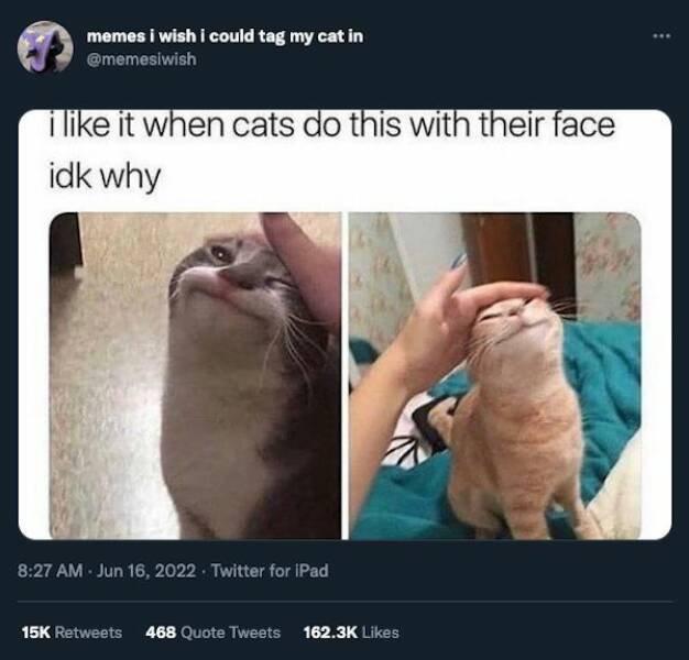 Cats Are Fantastic Meme Material!
