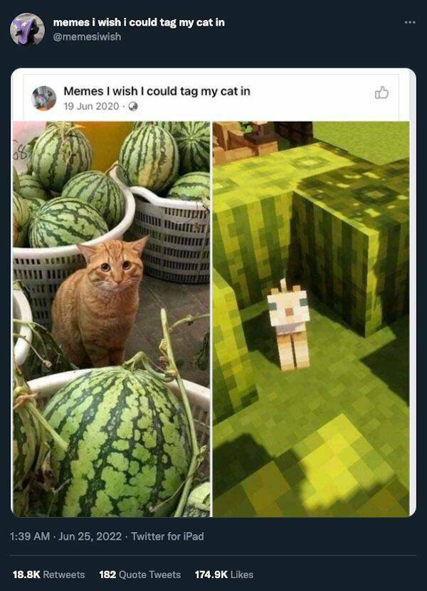 Cats Are Fantastic Meme Material!