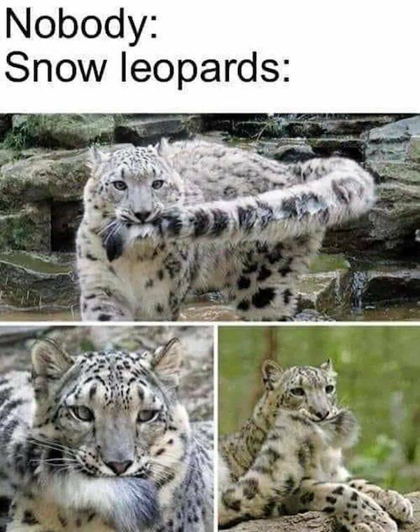 These Animal Memes Are So Adorable!