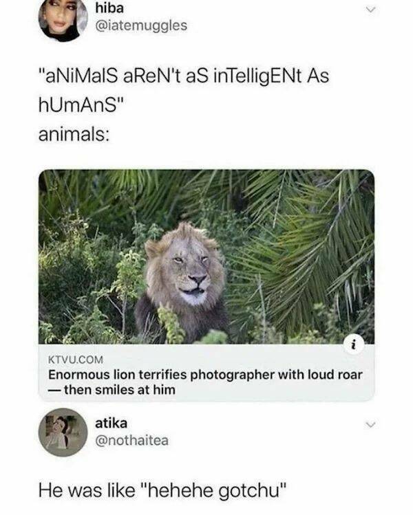 These Animal Memes Are So Adorable!