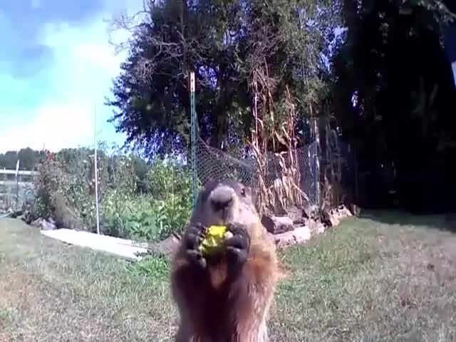 Groundhog Eats On Camera