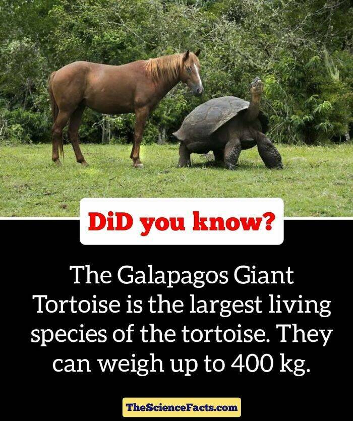 Weird But Cool Wildlife Facts