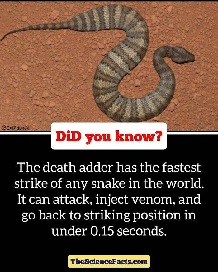 Weird But Cool Wildlife Facts