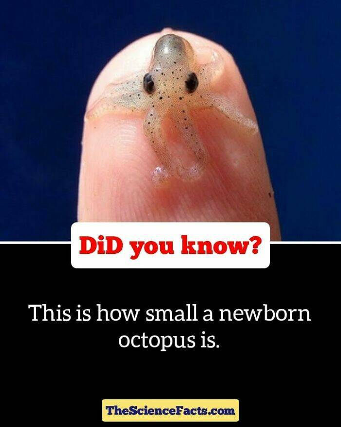 Weird But Cool Wildlife Facts