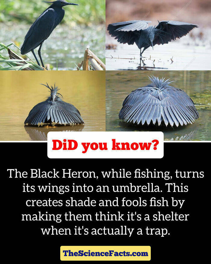 Weird But Cool Wildlife Facts