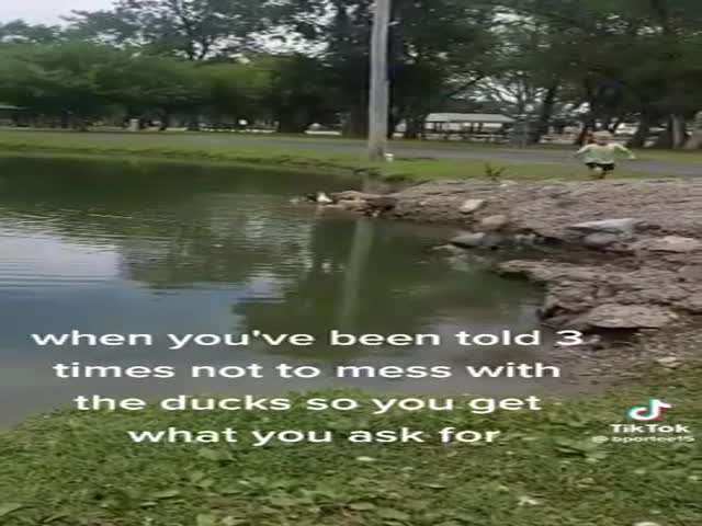 Don’t Mess With The Ducks!