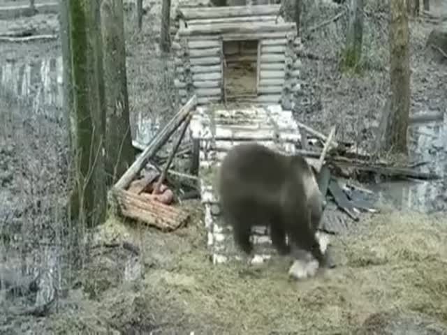 Bear “Builds” A House